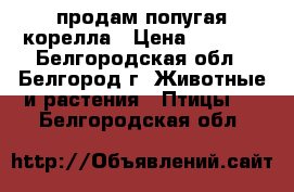 продам попугая корелла › Цена ­ 4 000 - Белгородская обл., Белгород г. Животные и растения » Птицы   . Белгородская обл.